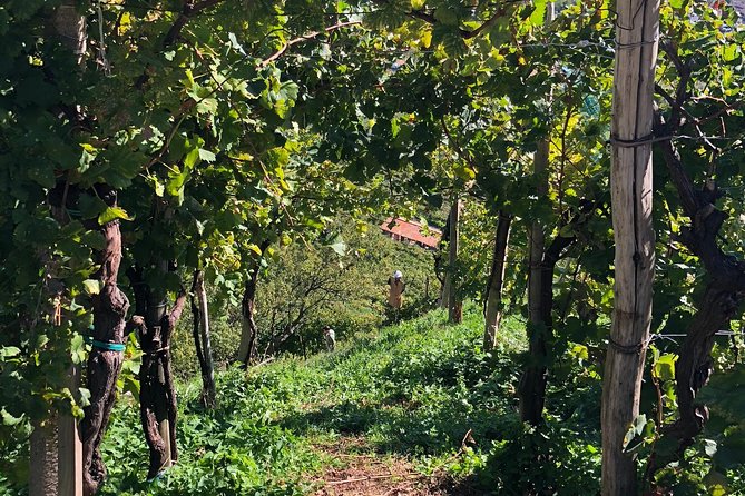 A Sparkling Day in the Prosecco Hills from Venice - Conegliano Second Winery: DOCG Prosecco from Ancient Vines