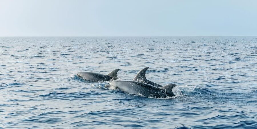 Cagliari: Devil's Saddle Boat Tour with Spritz and Chips - Cala Fighera: Photo Stops, Views, and Nudist-Friendly Reality
