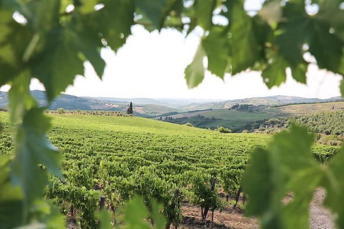 Chianti Wine Tour from Florence - What You Can Buy to Take Home