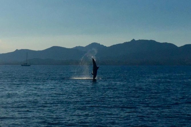 Dolphin Watching Tour - from Golfo Aranci - Why Figarolo is the main character for dolphin watching