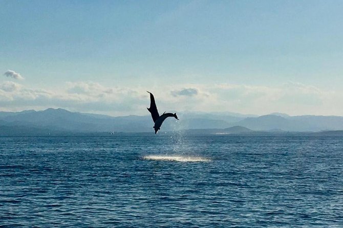 Dolphin Watching Tour - from Golfo Aranci - Dolphin Watching from Golfo Aranci: what makes this trip worth your time
