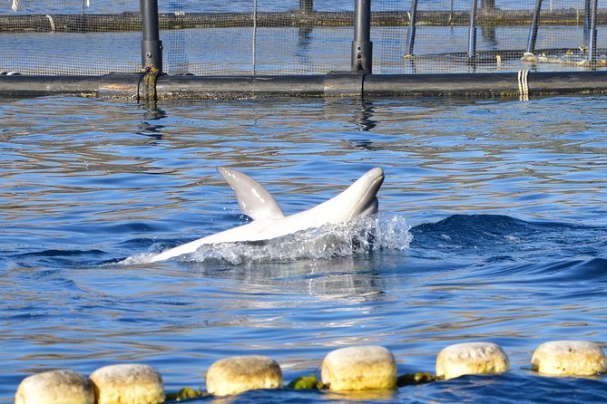 Dolphin Watching Tour - from Golfo Aranci - Boat comfort and “small stuff” you should plan for