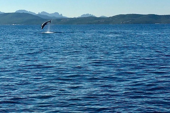 Dolphin Watching Tour - from Golfo Aranci - Price and value: is $42.33 a good deal here?