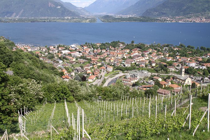 Domaso: Wine Tasting at the Winery on Como Lake - Small details that make your visit smoother