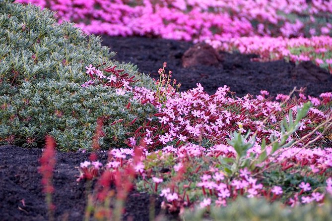 Etna Tour in 4x4 - Valle del Bove: the amphitheater stop that makes Etna feel real