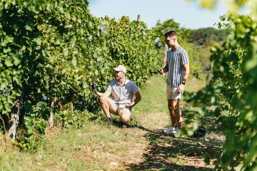 Florence: Chianti Wineries Tour with Wine Tasting - Stop 1: the first cantina, vineyards, and a tasting you can actually learn from