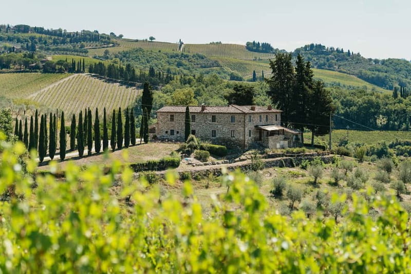 A cypress-lined vineyard hillside in Tuscany