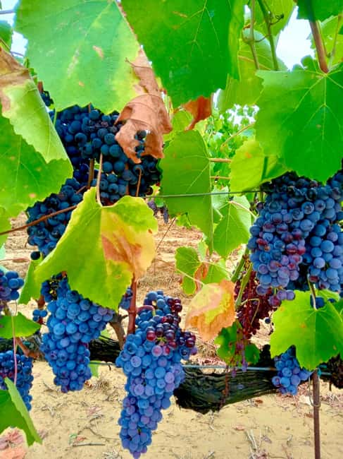 Florence: Countryside Tour with Wine Tasting & Pasta Class - Who Should Book This Tuscany Wine and Pasta Day, and Who Might Skip It