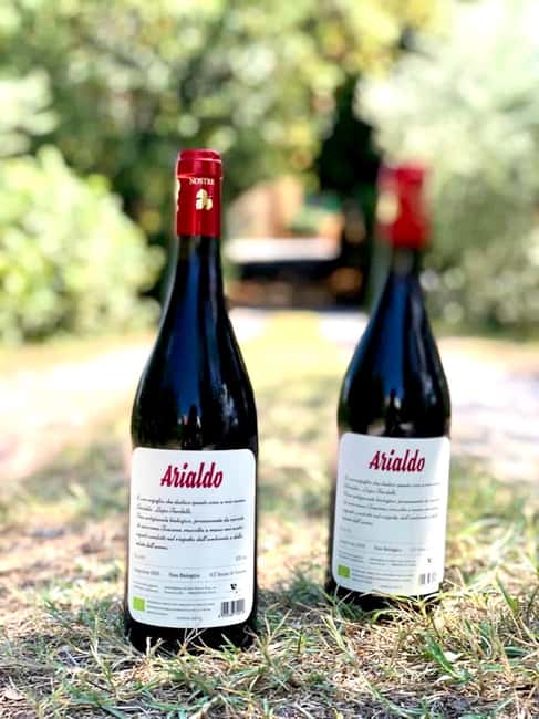Florence: Countryside Tour with Wine Tasting & Pasta Class - Choosing the Right Session: Lunch vs Dinner and the Rhythm of the Day