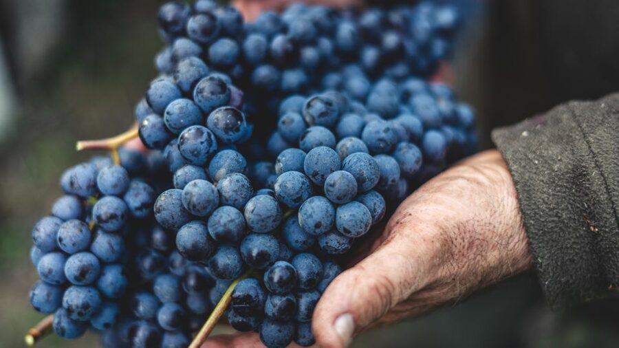 From Florence: Chianti Hills Half-Day Tour with Wine Tasting - Who This Tour Fits Best (and Who Might Want Something Else)