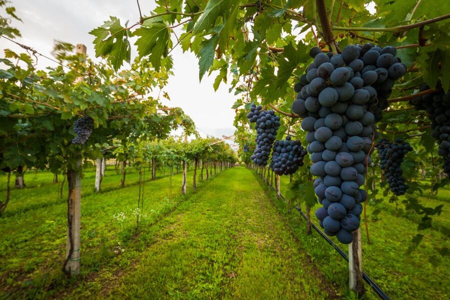 From Florence: Chianti Wine Tour with Tasting - Key highlights at a glance