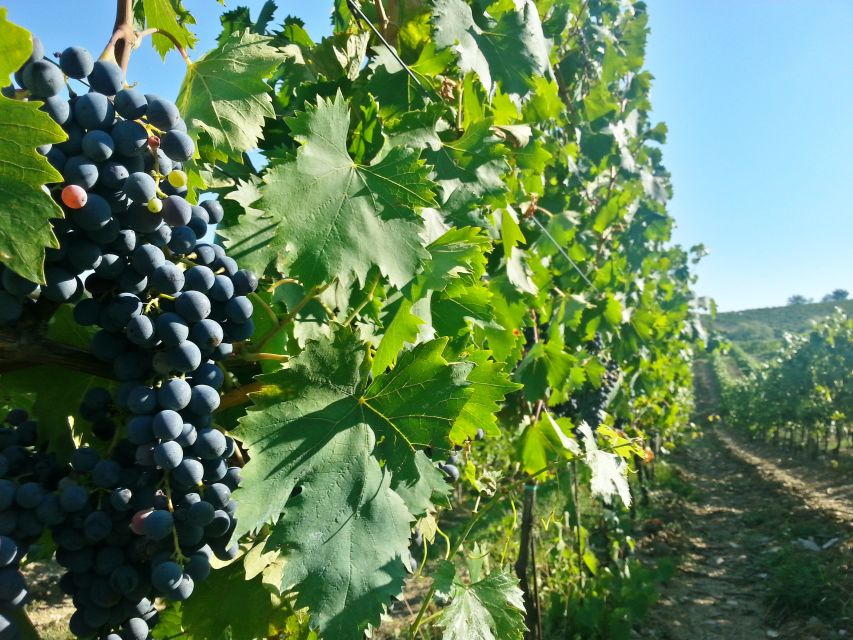 From Florence: Chianti Wine Tour with Tastings - Value check: is $62.63 a smart deal for two wineries?