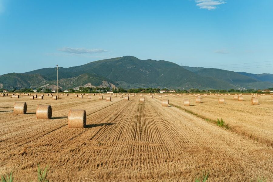 From Florence: Siena, San Gimignano, Pisa & Lunch at Winery - Drive Through Tuscany to Pisa: Scenic Transit With Context