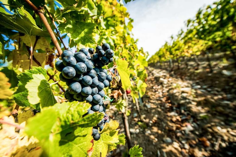 From Florence: Tuscany Wine & Food Tour with Guide - Meeting at Piazzale Montelungo, then Hitting Chianti Countryside