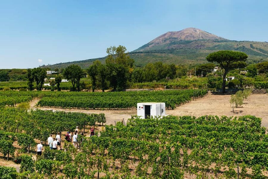 From Naples: Wine Tasting Tour on Vesuvius Slopes with Lunch - The vineyard walk and cellar visit: what you are likely to see