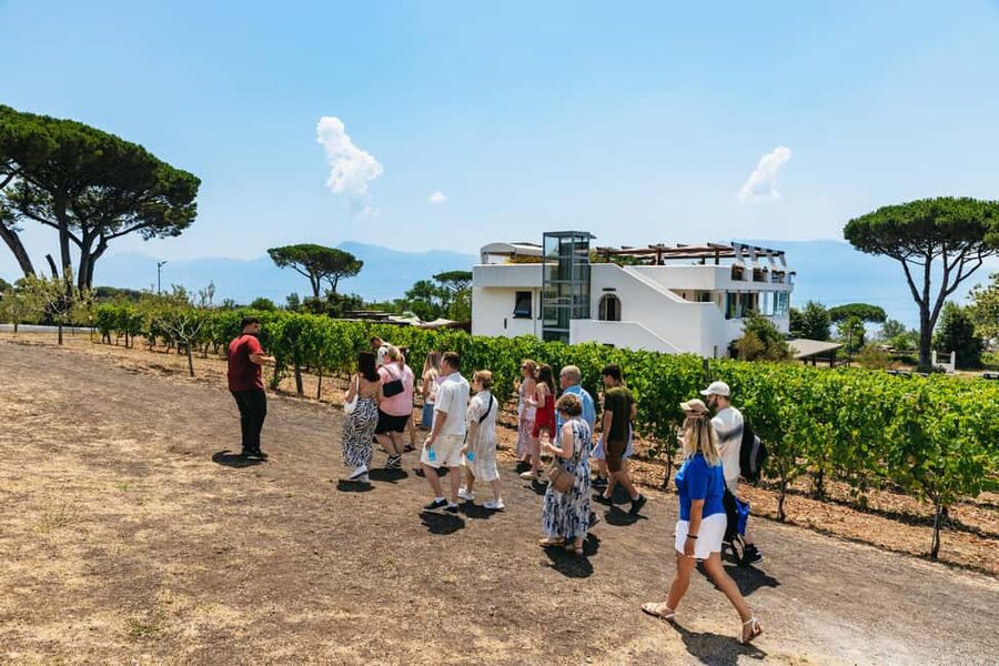 From Naples: Wine Tasting Tour on Vesuvius Slopes with Lunch - Lunch with local Mediterranean flavors: more than filler