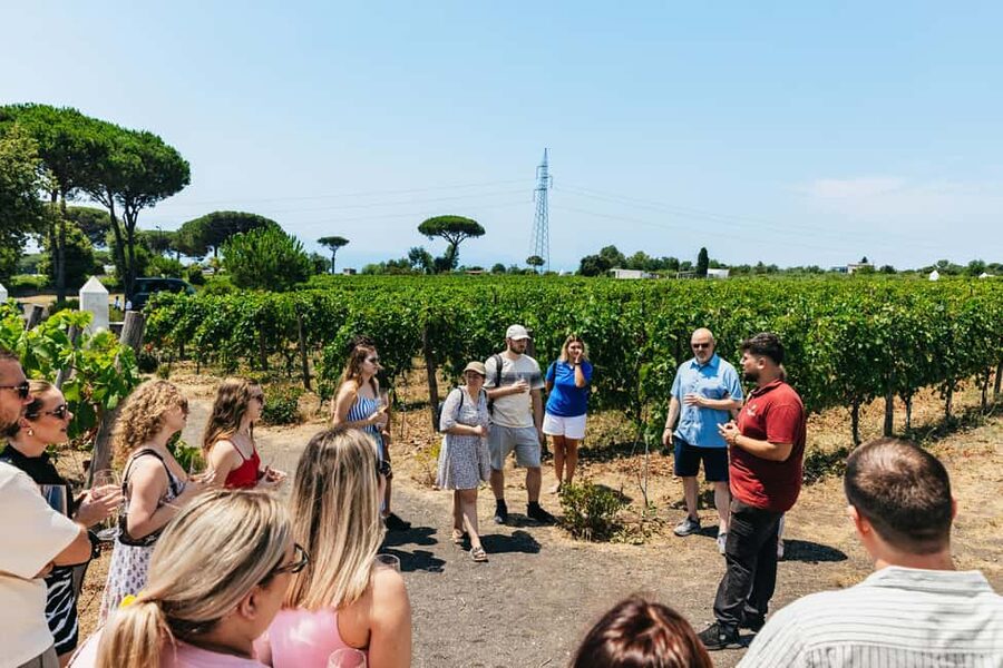 From Naples: Wine Tasting Tour on Vesuvius Slopes with Lunch - Buying bottles and products at the farm store, plan for logistics