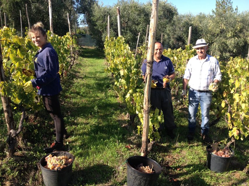 From Rome: Half-Day Frascati Wine Tour with Farmhouse Lunch - Why Frascati is the easiest wine break from Rome
