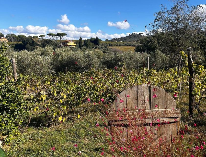 From Rome: Half-Day Frascati Wine Tour with Farmhouse Lunch - Meeting your guide at Frascati station, and the one timing tip that matters