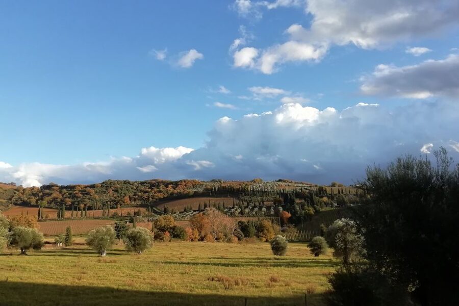 From Siena: Brunello di Montalcino Guided Wine Tour W/ Lunch - Value check: is $203.91 worth it for three Brunello wineries?