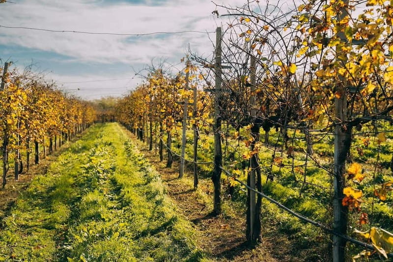 From Venice: Prosecco Hills and Wine Tasting Tour - Key things that make this Prosecco tour a strong pick