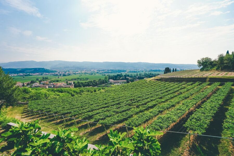 From Verona: Valpolicella and Amarone Wine Tasting Tour - Stop 1: first cellar walk and the Ripasso and Amarone tasting table