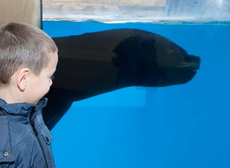 Gardaland SEA LIFE Aquarium: Open Date Entry Ticket - The 40 Themed Tanks: More Than Just Fish in Water