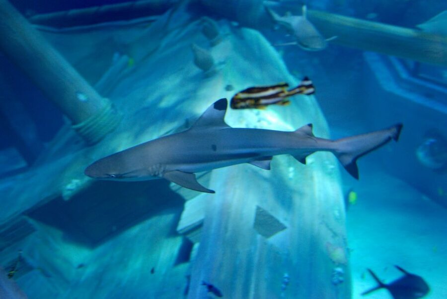 Gardaland SEA LIFE Aquarium: Open Date Entry Ticket - Sea Lions and Their Show: Fun, But Plan for Limited Seating