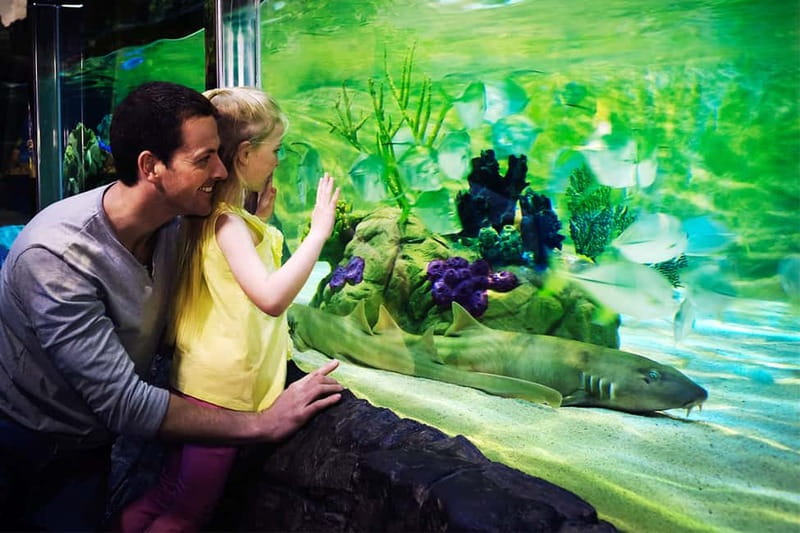 Gardaland SEA LIFE Aquarium: Open Date Entry Ticket - Kid-Friendly Activities: Drawing a Fish and Letting Them Get Creative