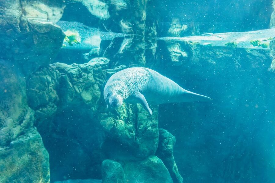 Genoa: Aquarium of Genoa Entry Ticket - Should you book this Genoa Aquarium ticket?
