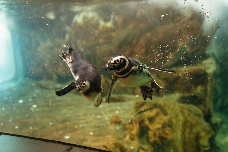 Genoa: Aquarium of Genoa Entry Ticket - Aquarium of Genoa: what the ticket actually gives you