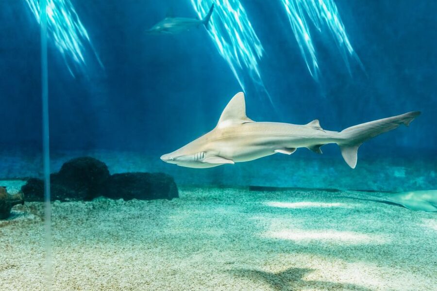 Genoa: Aquarium of Genoa Entry Ticket - Timing your visit: how to avoid the crowd traps