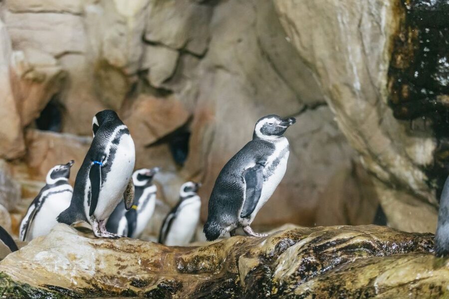 Genoa: Aquarium of Genoa with Lunch - Key highlights