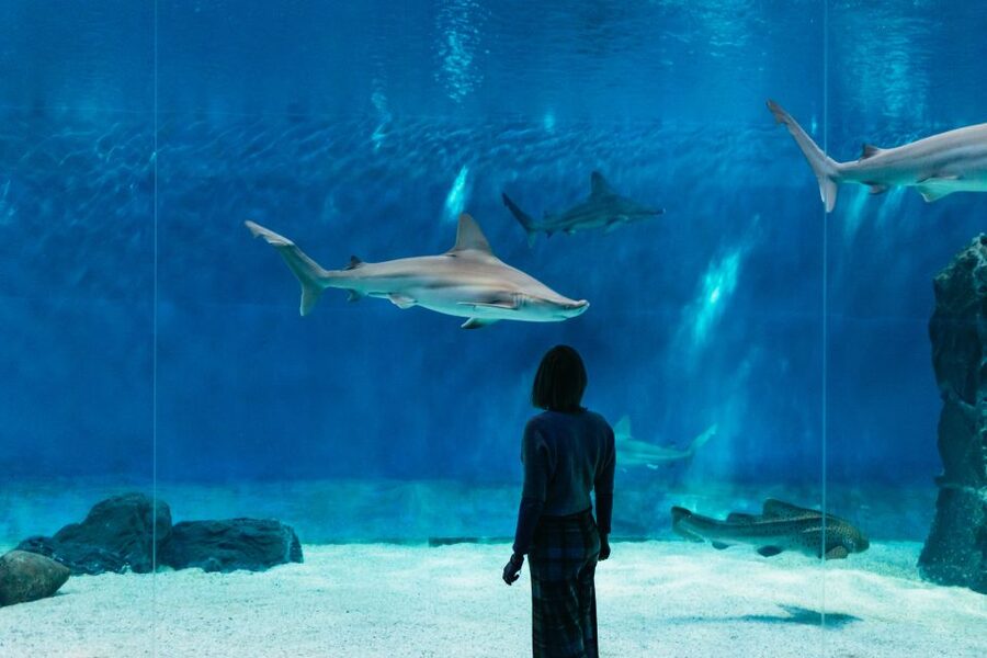 Genoa: Aquarium of Genoa with Lunch - Aquarium of Genoa, Europe-scale marine walkthrough