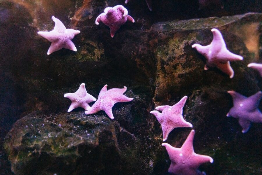 Genoa: Aquarium of Genoa with Lunch - How the 11:30 to 16:00 lunch window affects your day