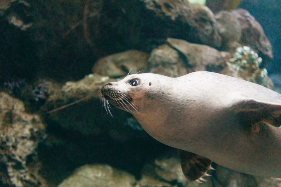 Genoa: Aquarium of Genoa with Lunch - Crowds and sightlines, how to keep the view