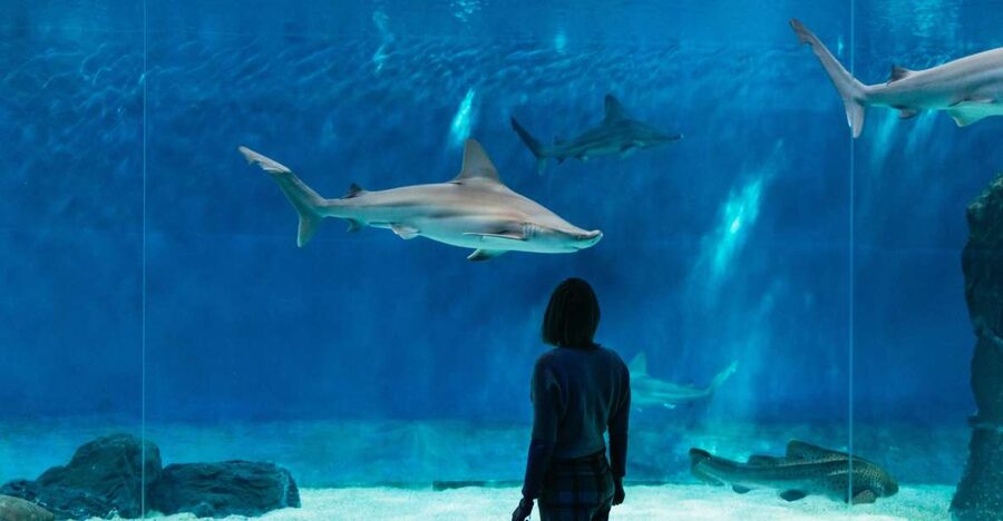 Genoa: Aquarium of Genoa with Lunch - Ticket value at $42, entrance plus lunch