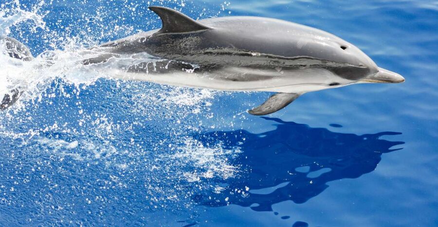 Genoa: Cetacean Watching Cruise with Marine Biologist Guide - Key things to know before you go