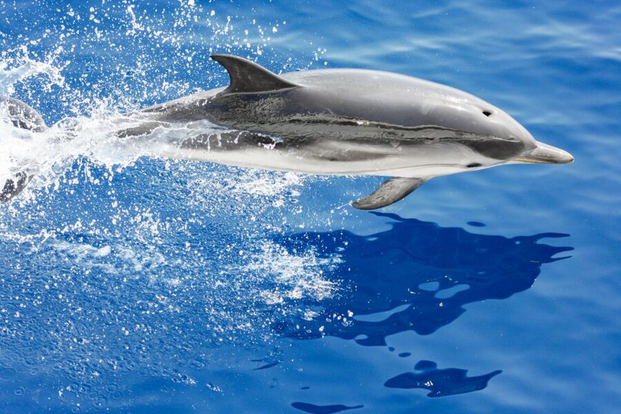 Genoa: Cetacean Watching Cruise with Marine Biologist Guide - Pelagos Sanctuary: why this cruise feels like more than a sightseeing loop
