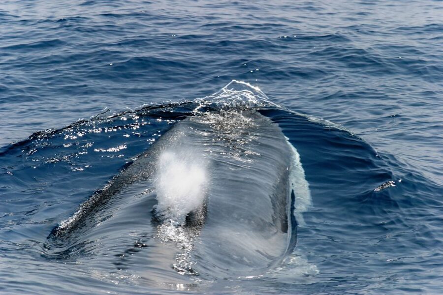 Genoa: Cetacean Watching Cruise with Marine Biologist Guide - Getting on board at Ponte Spinola without wasting time