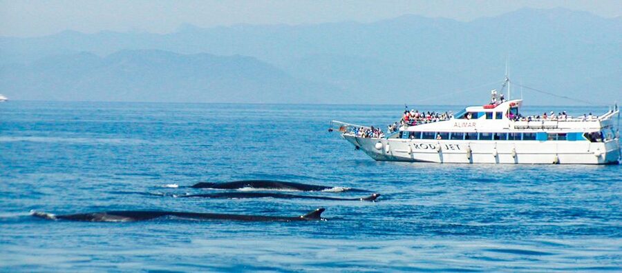 Genoa: Cetacean Watching Cruise with Marine Biologist Guide - What if you do not see cetaceans?