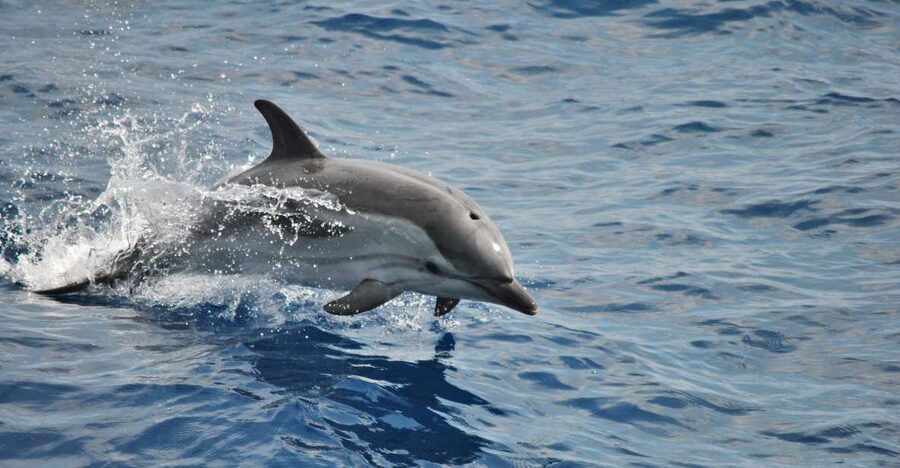 Genoa: Pelagos Sanctuary Whale Watching Cruise - Key things I found most compelling