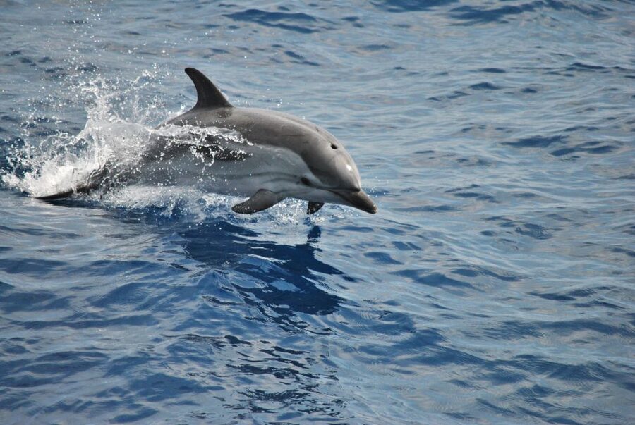 Genoa: Pelagos Sanctuary Whale Watching Cruise - Pelagos Sanctuary: why going offshore improves your odds