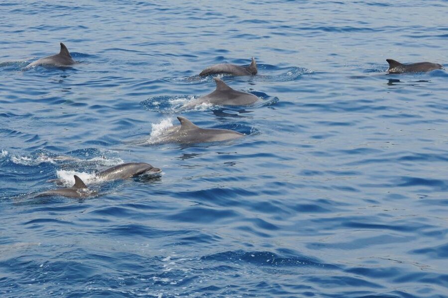 Genoa: Pelagos Sanctuary Whale Watching Cruise - How the biologist search works: patient observation, not a drive-by