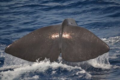 Pelagos Sanctuary Whale Watching Cruise