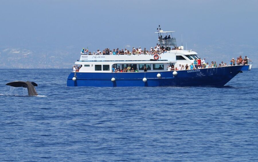 Genoa: Pelagos Sanctuary Whale Watching Cruise - What you might see: dolphins most likely, whales possible, turtles a bonus
