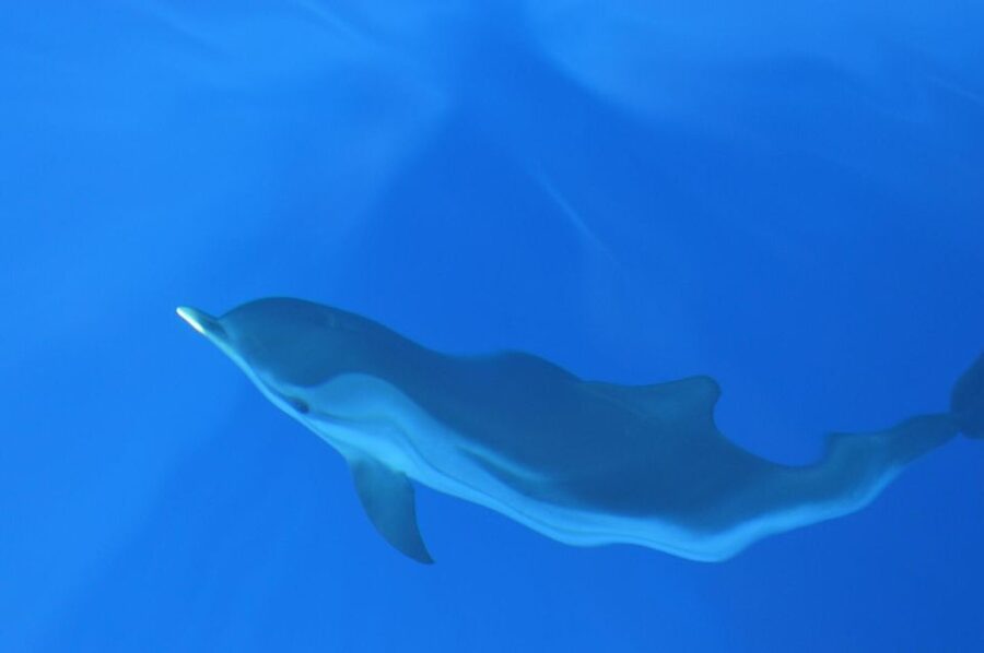 Genoa: Pelagos Sanctuary Whale Watching Cruise - Price and value: what $51 buys you in real terms