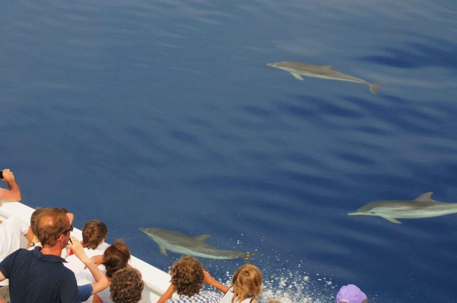 Genoa: Pelagos Sanctuary Whale Watching Cruise - When to book: April to October, plus the best days for spotting