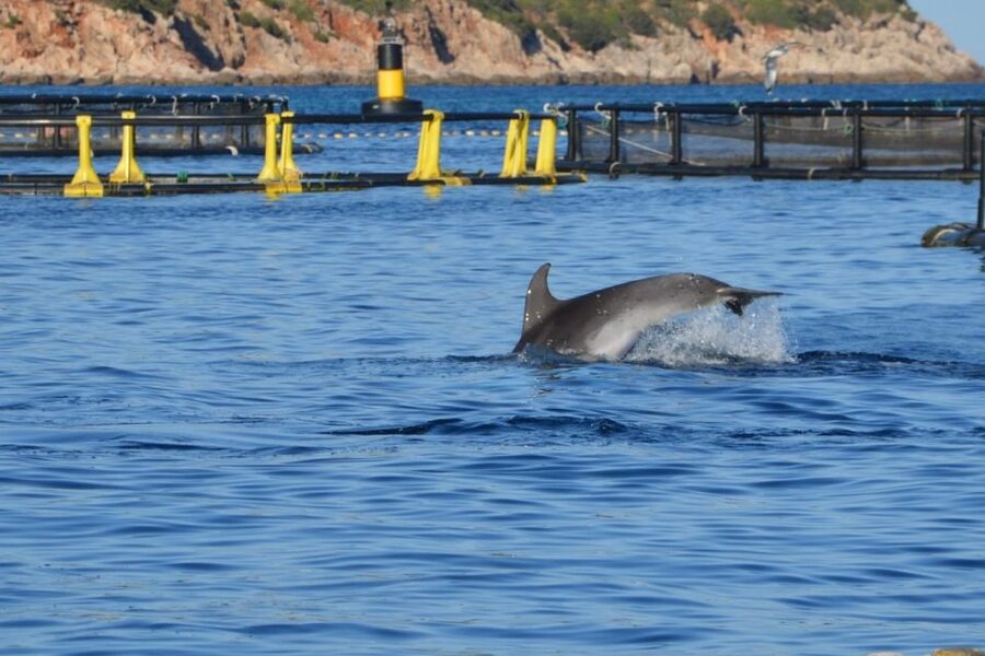 Golfo Aranci: Dolphin Watching and Snorkeling Boat Tour - The Boat Setup: Small Group Comfort and Two-Person Crew