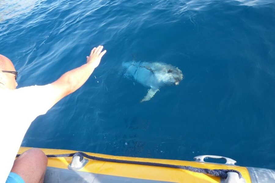 Golfo Aranci: Dolphin Watching and Snorkeling Boat Tour - Price and Value: Is $82 Worth 3.5 Hours?